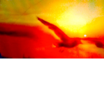 sunset birds
