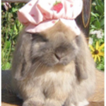 Fairy bunny