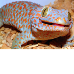The Gecko Family