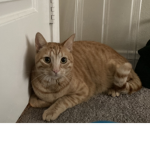MYCATTT:D