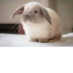 Bunny bunny bunny bunny bunny bunny bunny bunny!!!