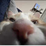 KITTYLOOPS