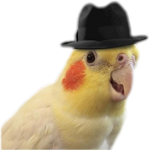 Birbs fr