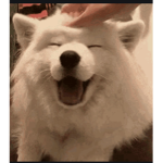 ~Wof & Animal Fans!~