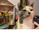 The cutey cats