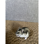 Hamsters Cult/Mafia