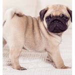 Pug:/