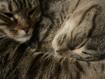 Animal Friends Club!