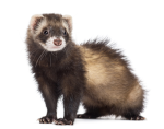 ferret club 2.0