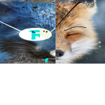 Foxes FoxyLUB