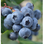 Blue_berry_group