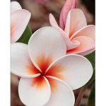 Tulips ~ blossoms ~ Lilly’s ~