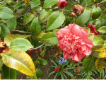 Rose squard