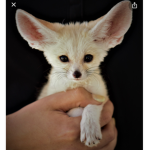 The Best Fennec Fox Group