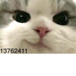 kiddy cat :D
