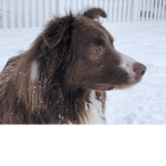Puppy the dog