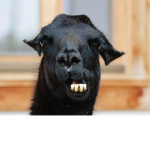 black lama group