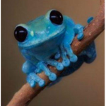 The frog groupy