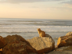 :meowave