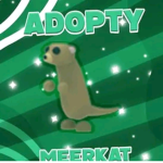 adoptymeerkat