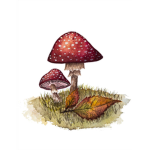 Mushroomy Group