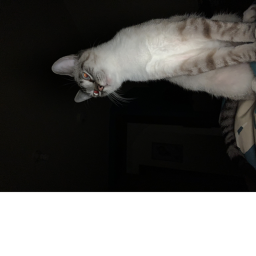 Shadow of the cat/moon