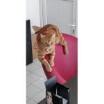 Hi Evreyone
