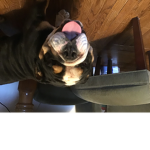 Beary_playz