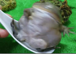 frrogge