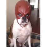 What The Dog Doin?!!?!??!