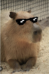!CAPYBARA SQUAD!