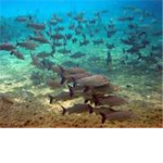 river of fish