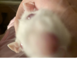 Rat owners and rat fans