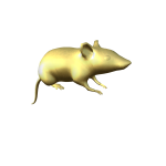 The Golden rat