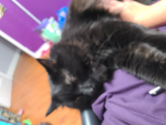 Cat_ Army!