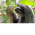 The Robux Sloth Group