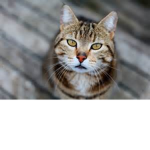 CatCrew