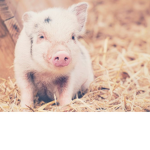 Piggy Princesses!