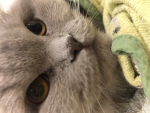 Trete diese Gruppe bei wenn du Katzen magst