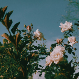 ｅｔｈｅｒｅａｌ Homestore
