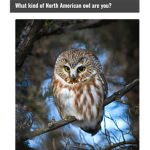 Owls and cats United
