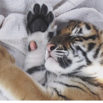 rawr:))