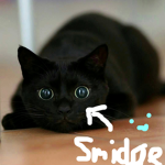 Smidge the Cat fan club