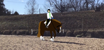 Equestrian Forever