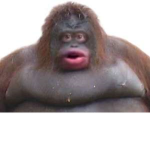 GORILLAS AND ORANGUTANS