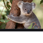 Koalas so cute squad