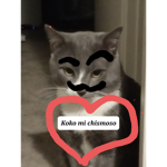 Kitten group and #### (support the bacon group