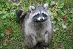 The Mischievous Raccoon's