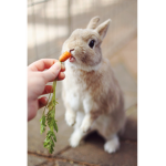 Rabbits Eat Carrots!