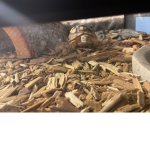Tortise team